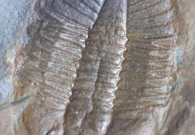 Ogyginus corndensis (MURCHISON 1839) - Bild © FossNet FossilienStore